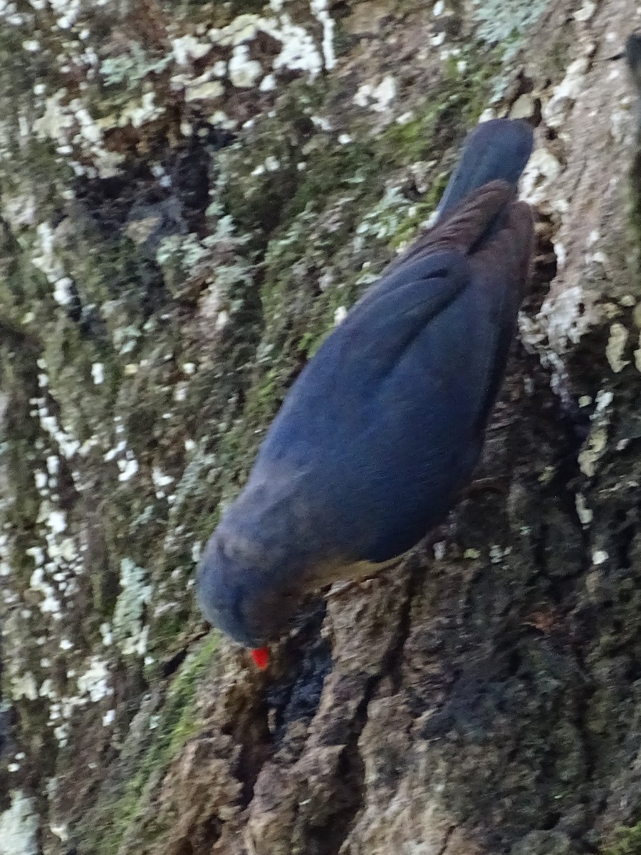 Velvet-fronted Nuthatch - ML620779252