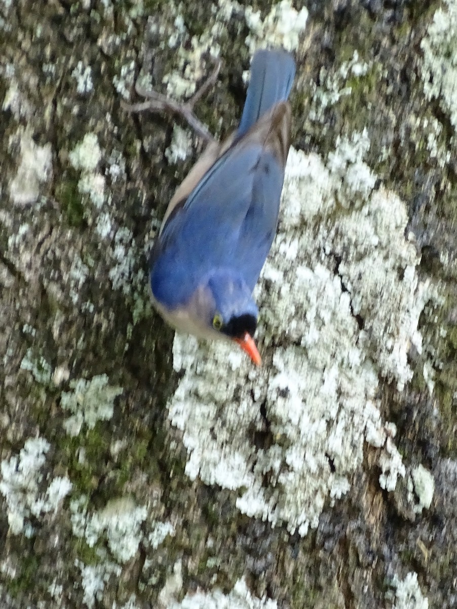 Velvet-fronted Nuthatch - ML620779256