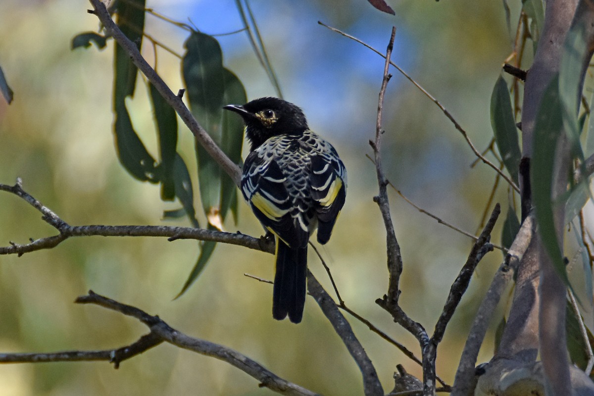 Regent Honeyeater - Peter & Shelly Watts