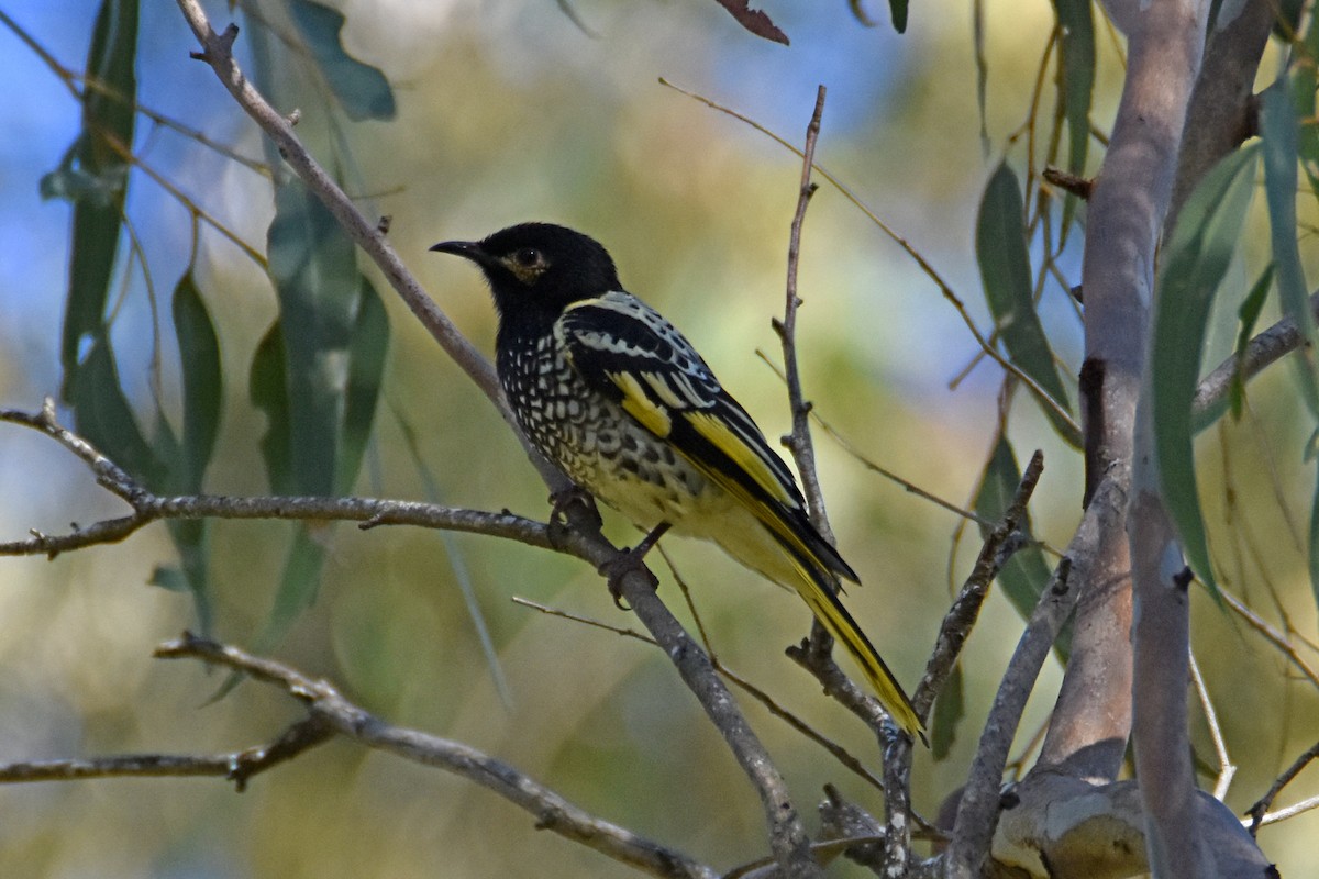 Regent Honeyeater - Peter & Shelly Watts