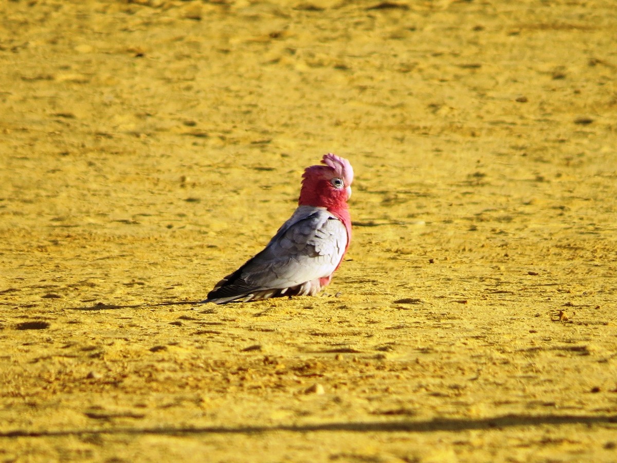 Rosakakadu - ML620779261