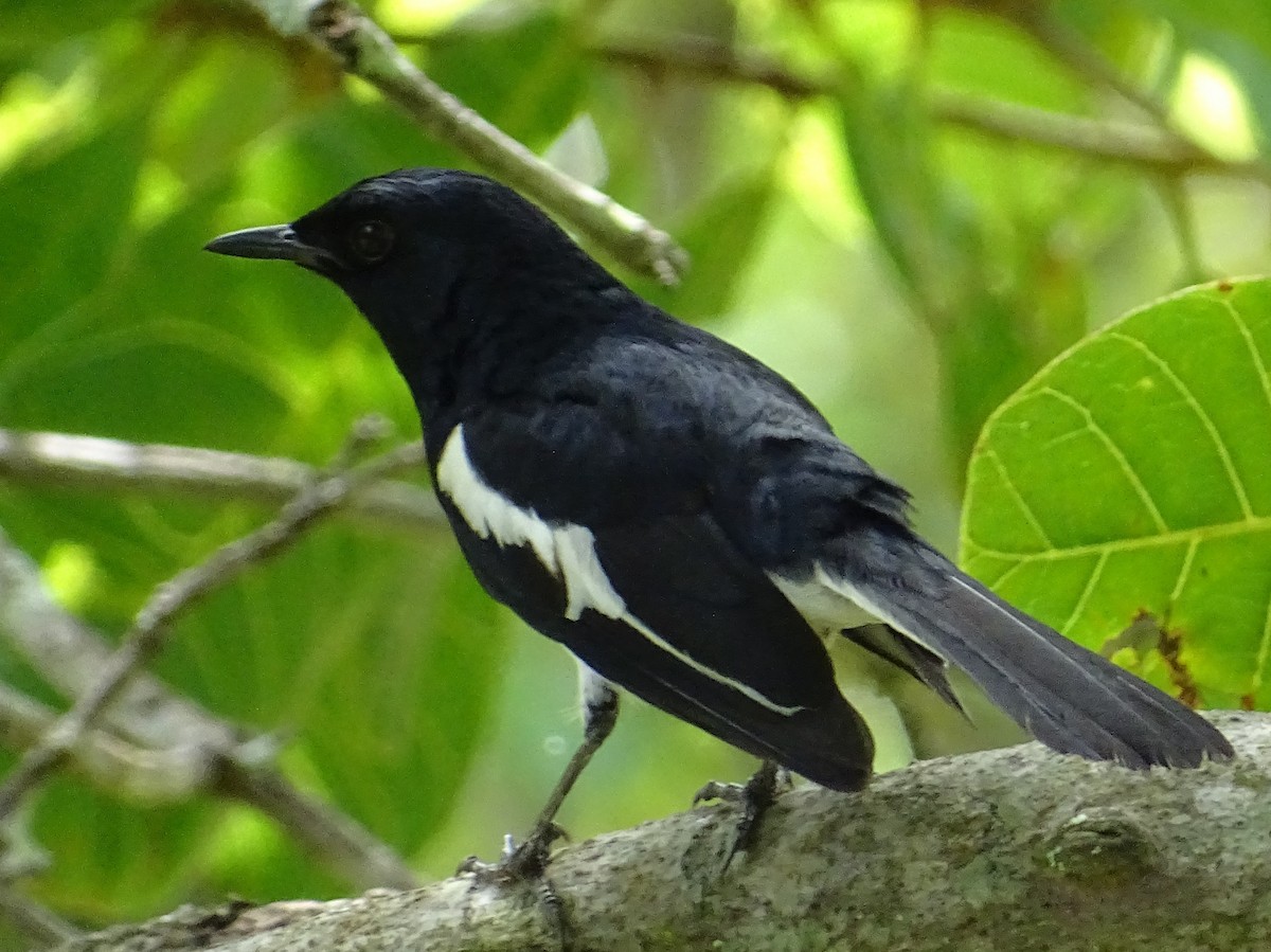 Oriental Magpie-Robin - ML620779262