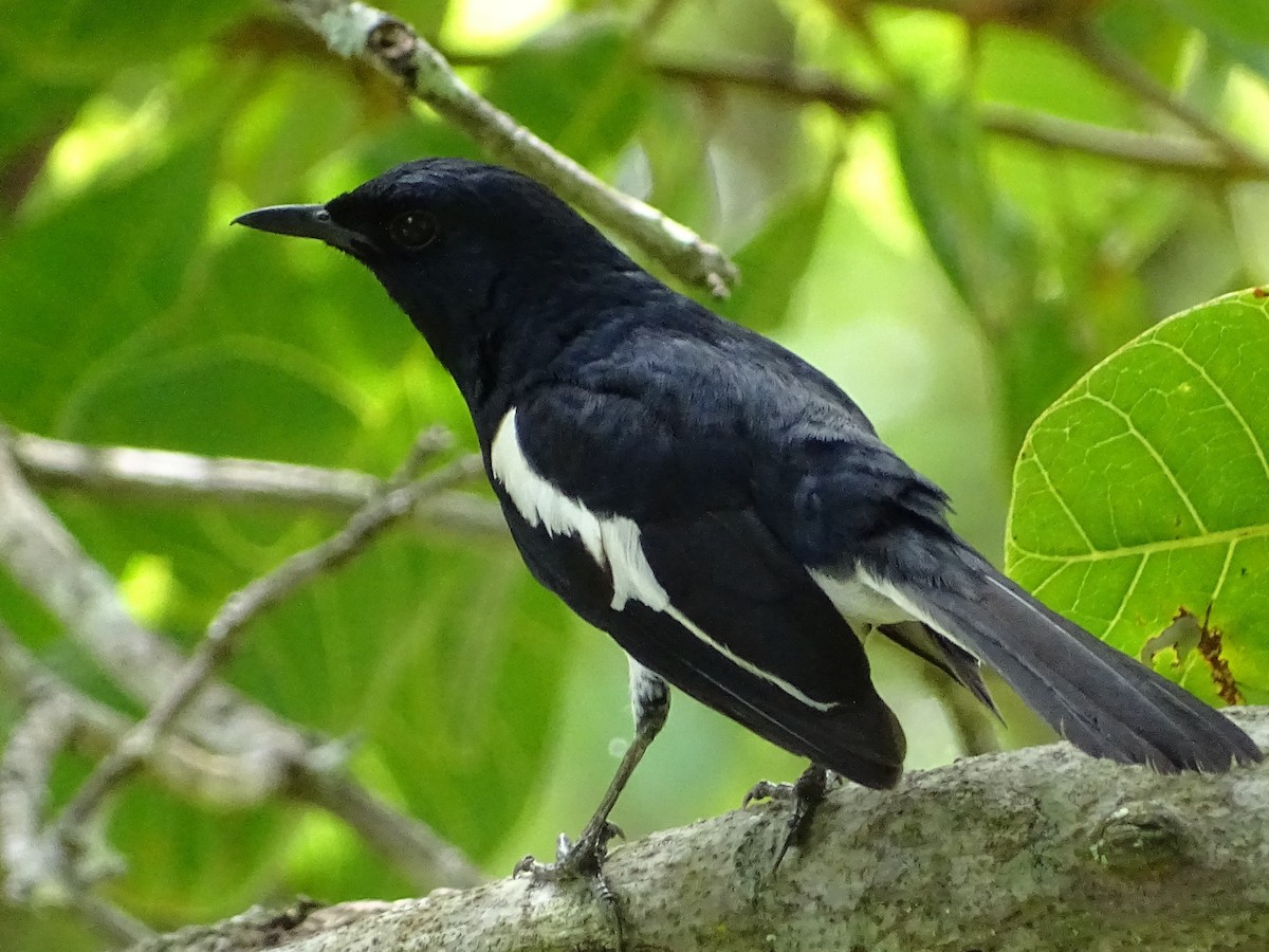 Oriental Magpie-Robin - ML620779263