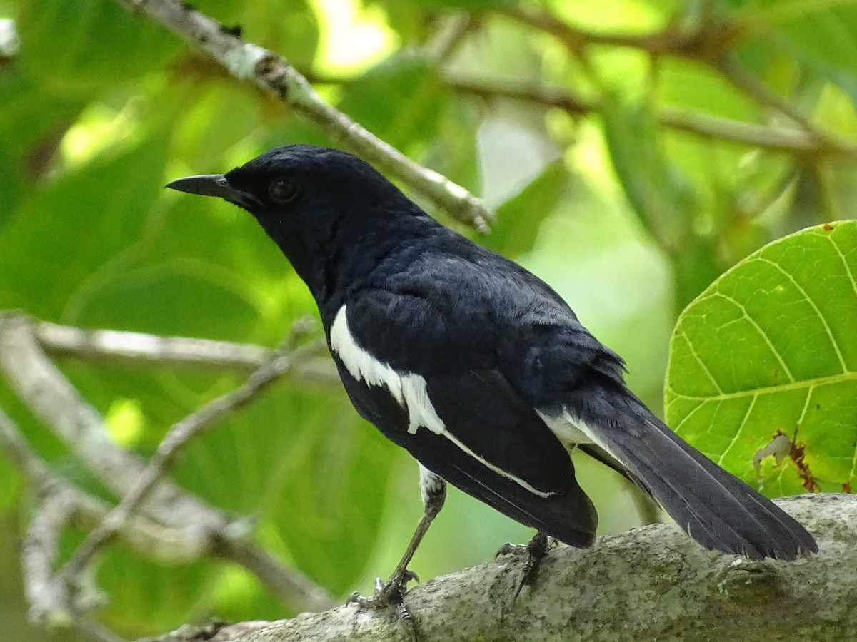 Oriental Magpie-Robin - ML620779264