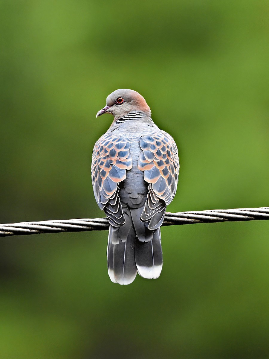 Oriental Turtle-Dove - ML620779265