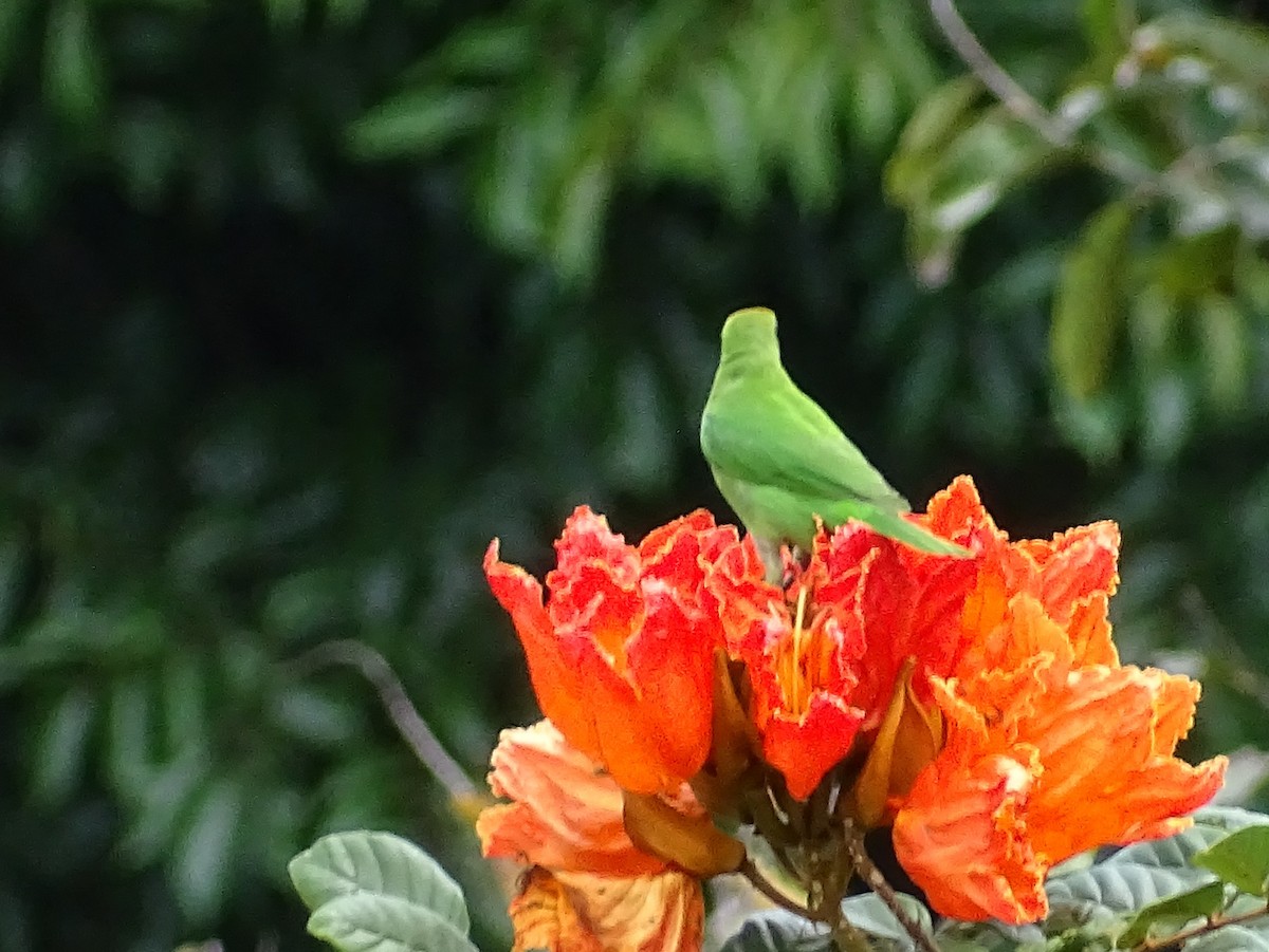 Golden-fronted Leafbird - Sri Srikumar