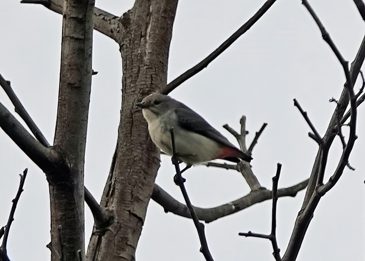 Picaflores Golondrina - ML620779270