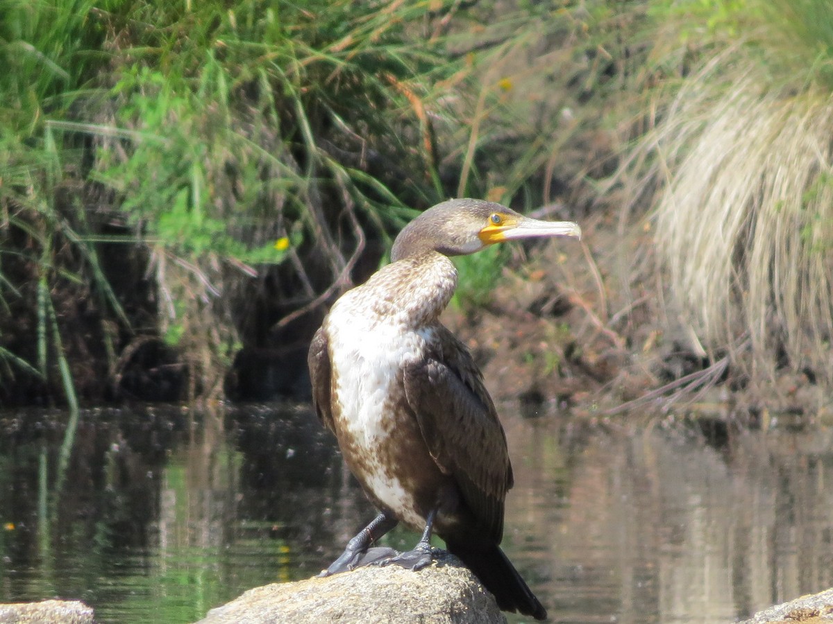 Great Cormorant - ML620779276