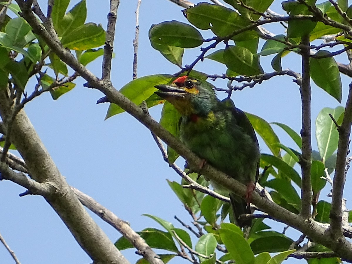 Crimson-fronted Barbet - ML620779280