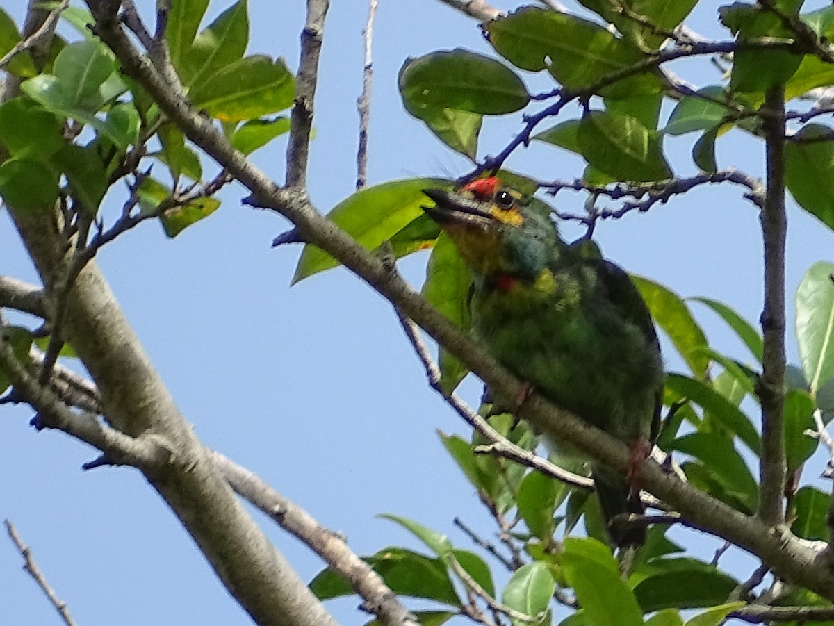 Crimson-fronted Barbet - ML620779281