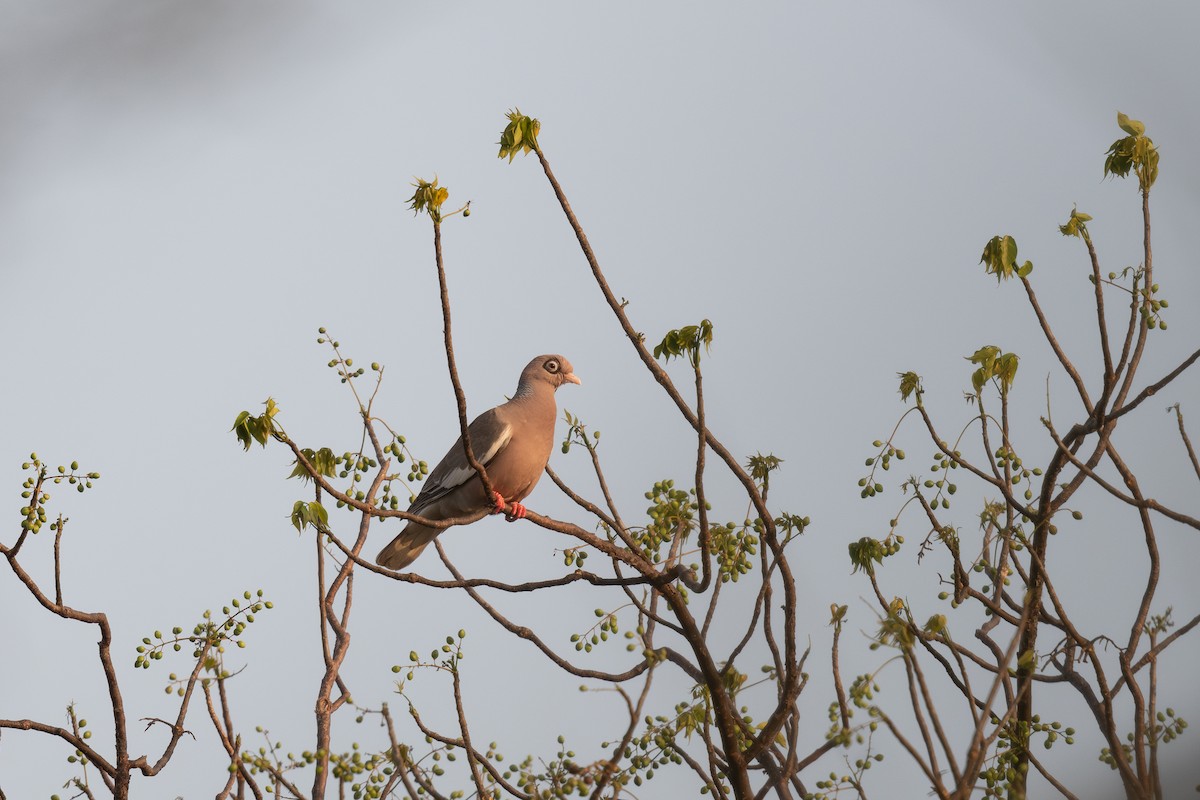 Bare-eyed Pigeon - ML620779285