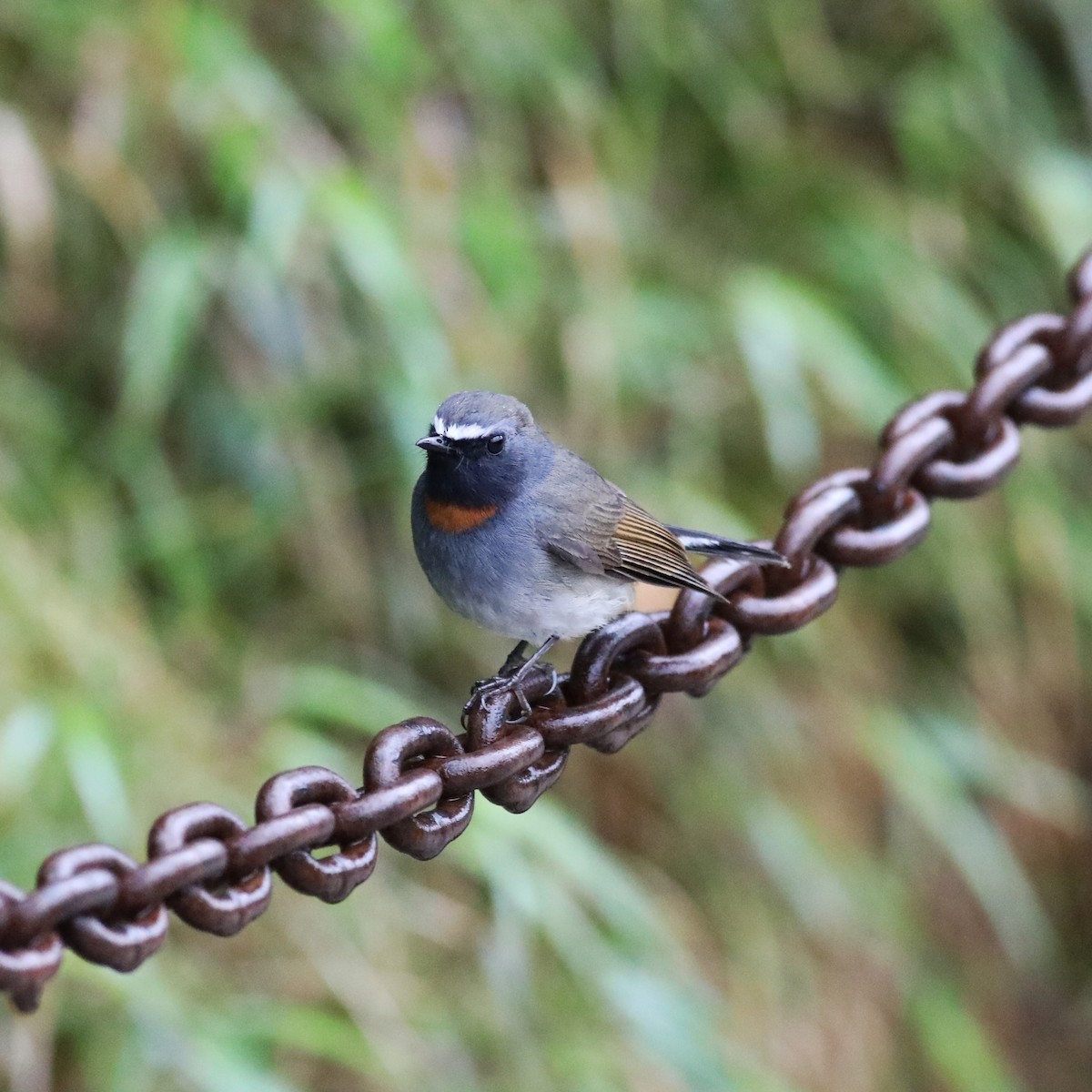 Rufous-gorgeted Flycatcher - ML620779287