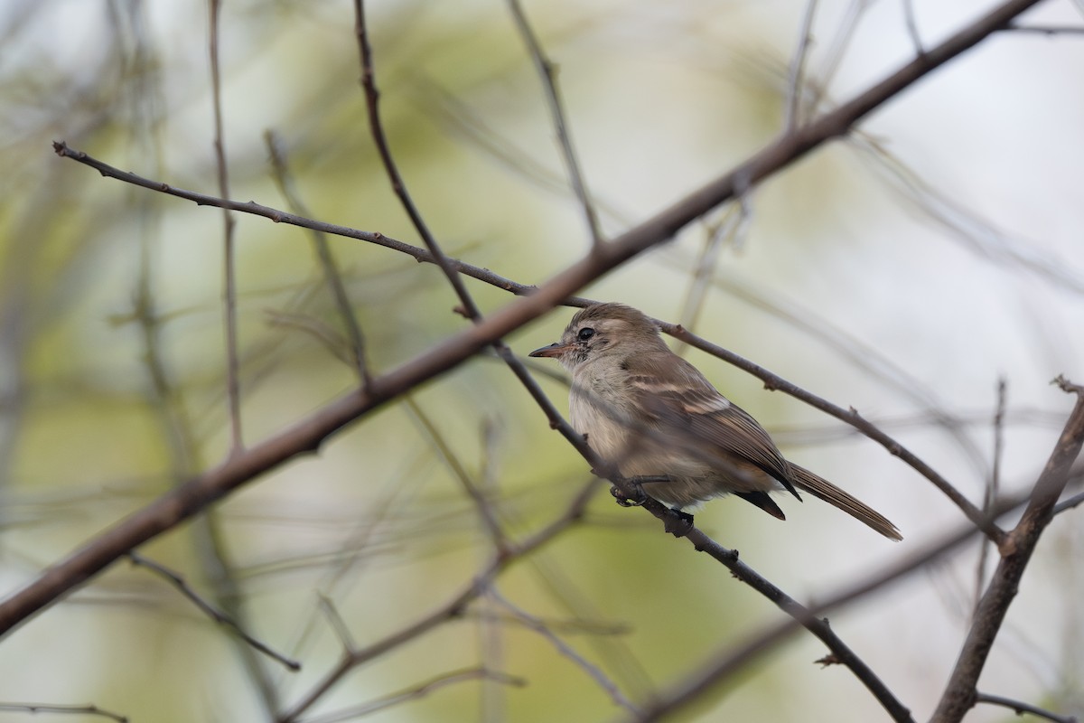 Northern Mouse-colored Tyrannulet - ML620779288