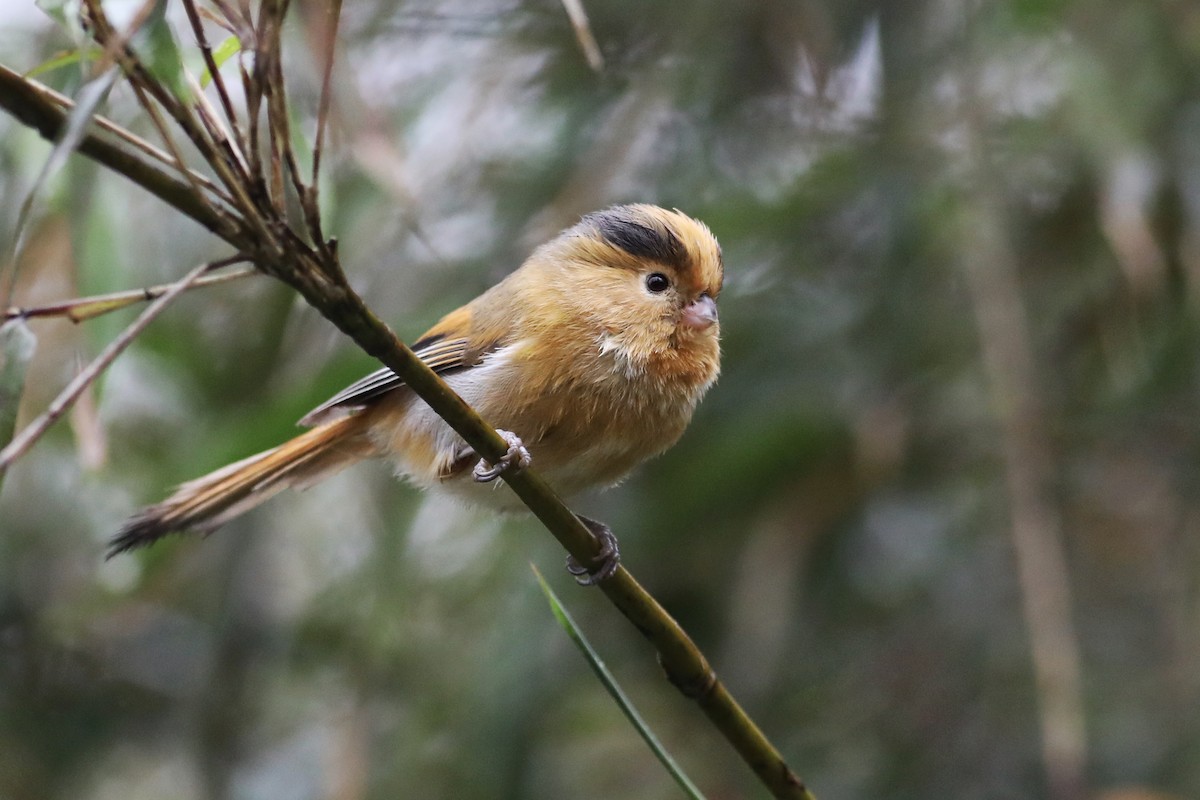 Fulvous Parrotbill - ML620779289