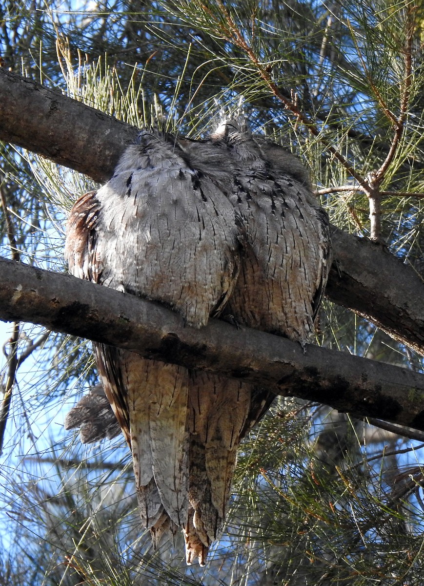 Tawny Frogmouth - B Jenkins