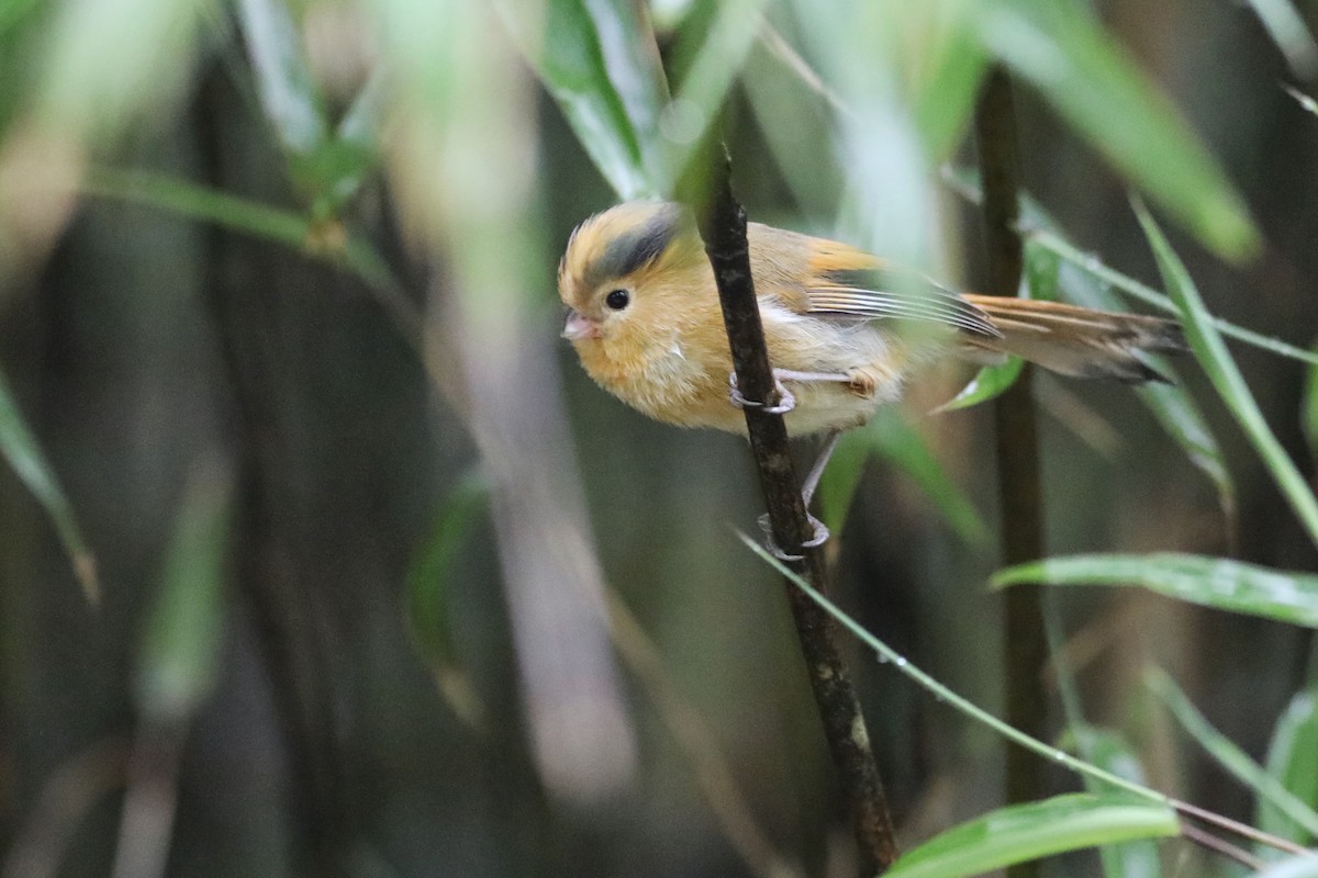 Fulvous Parrotbill - ML620779291