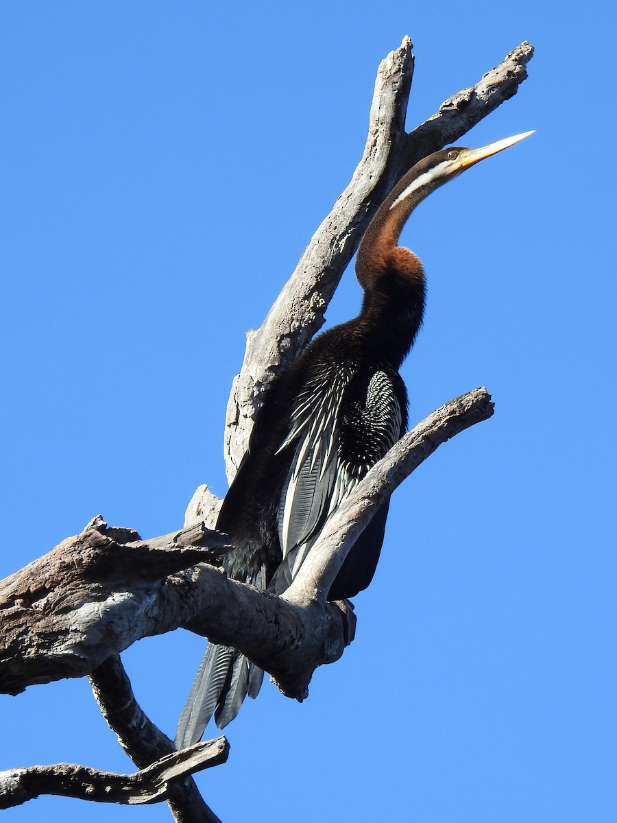 Anhinga Australiana - ML620779292