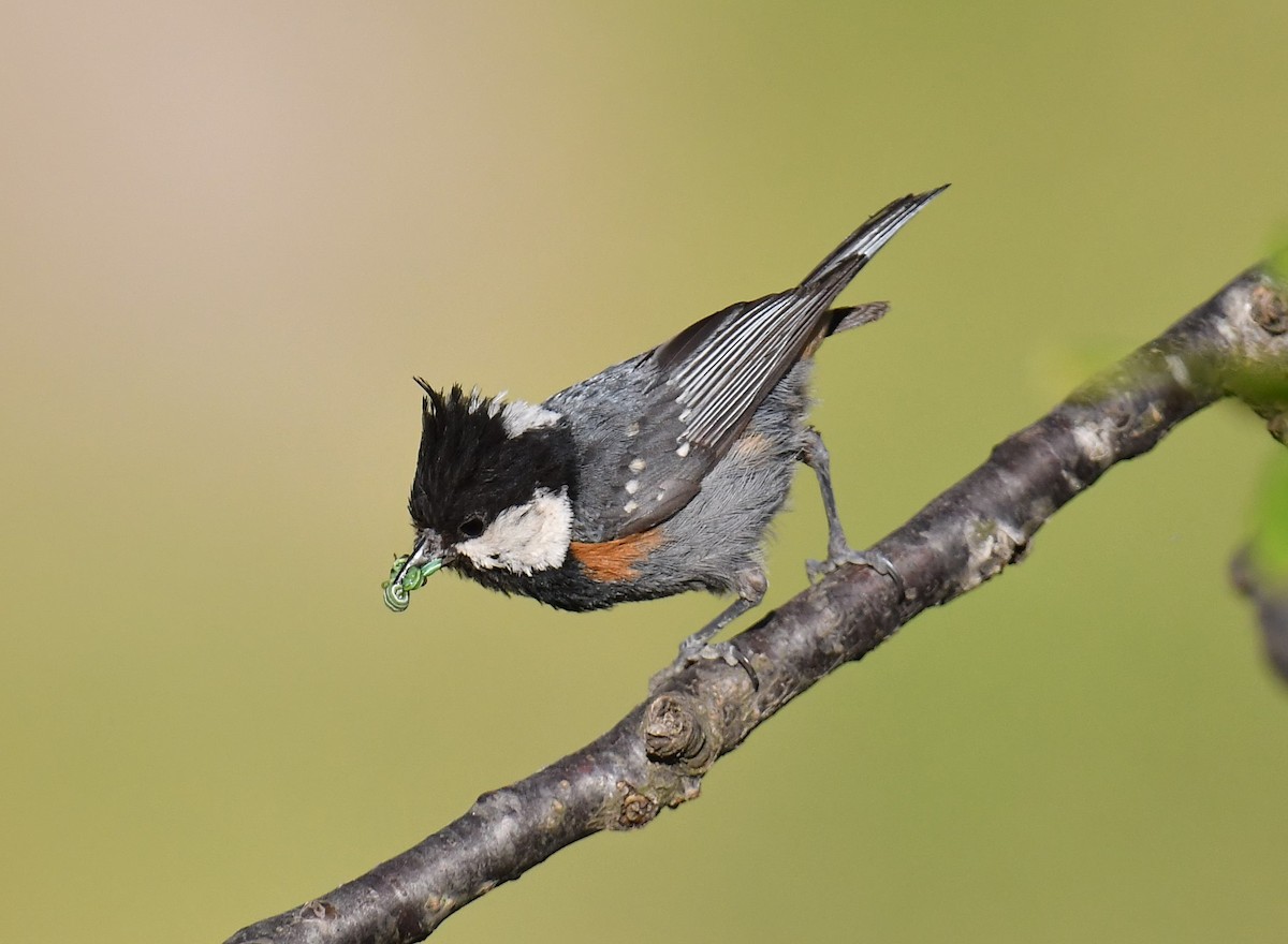 Coal Tit - ML620779294