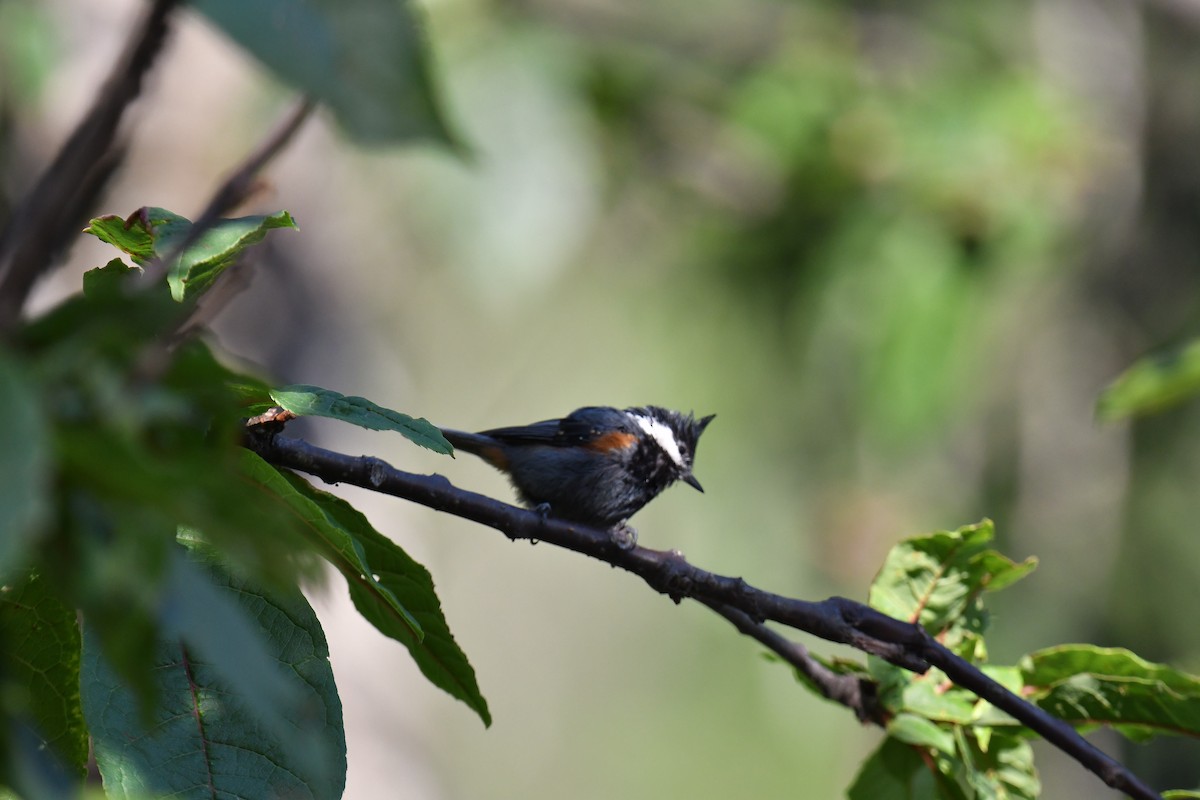 Coal Tit - ML620779295