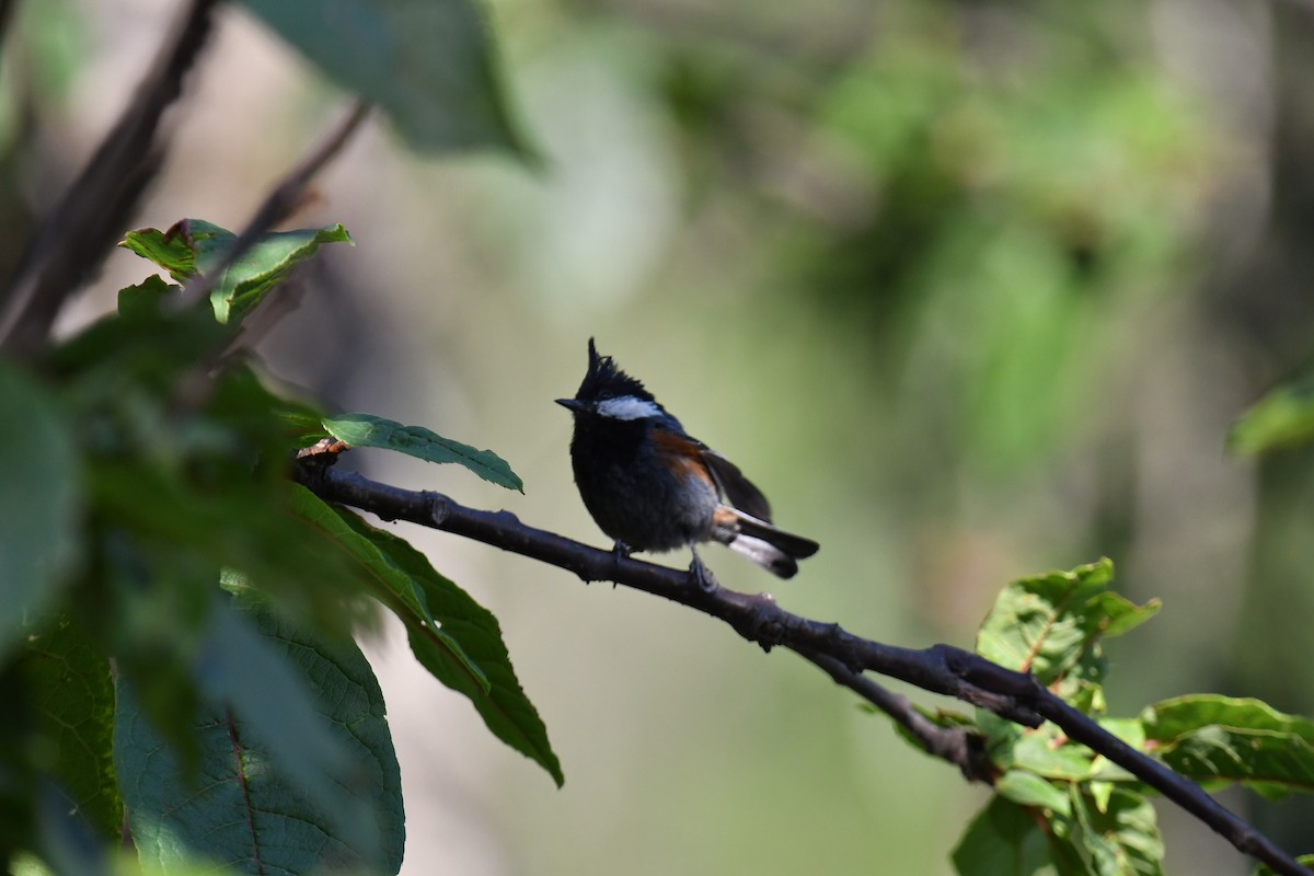 Coal Tit - ML620779296