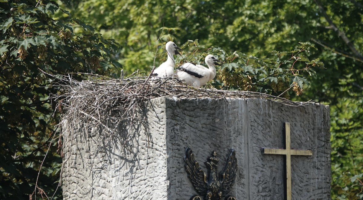 White Stork - ML620779297