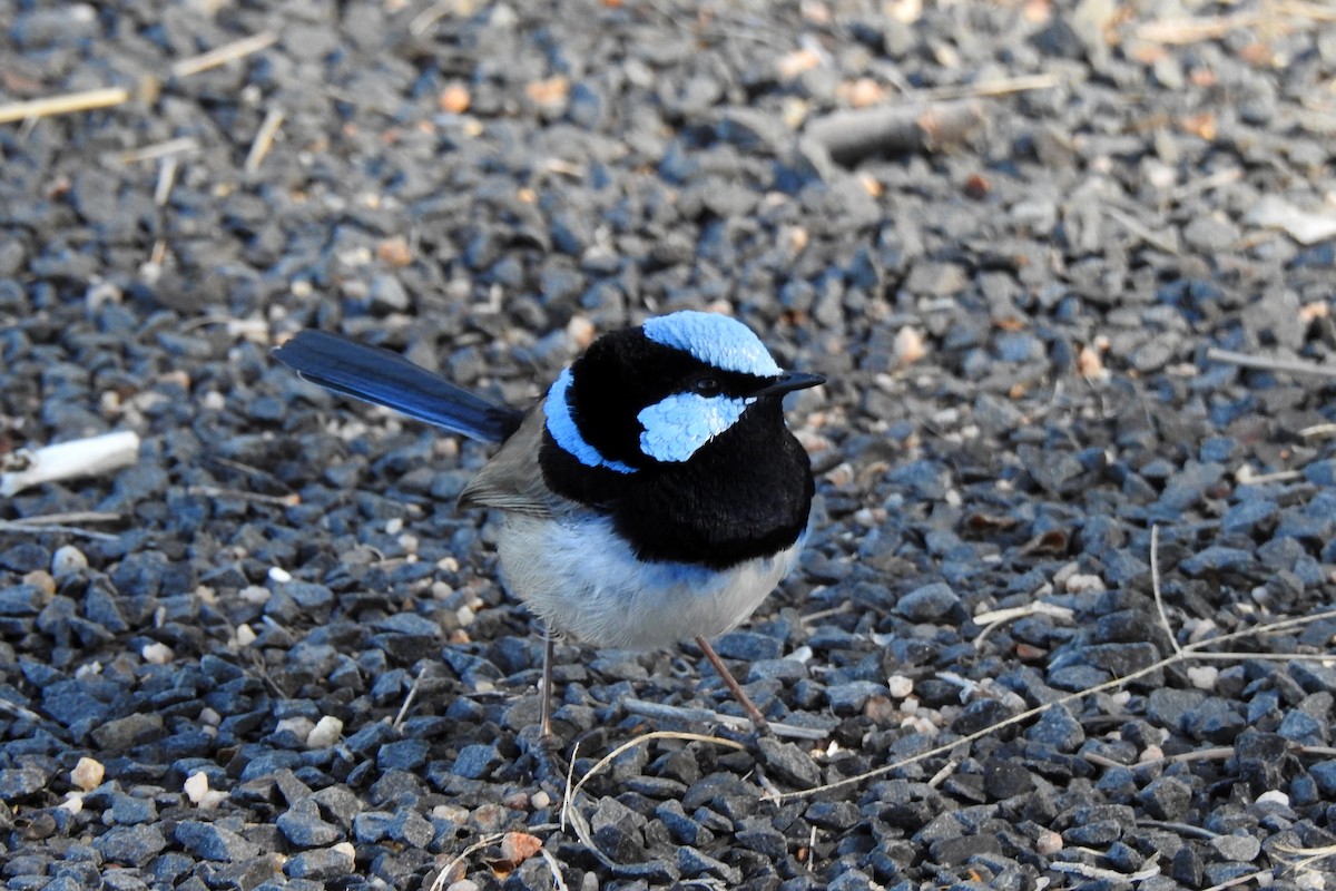 Superb Fairywren - ML620779298