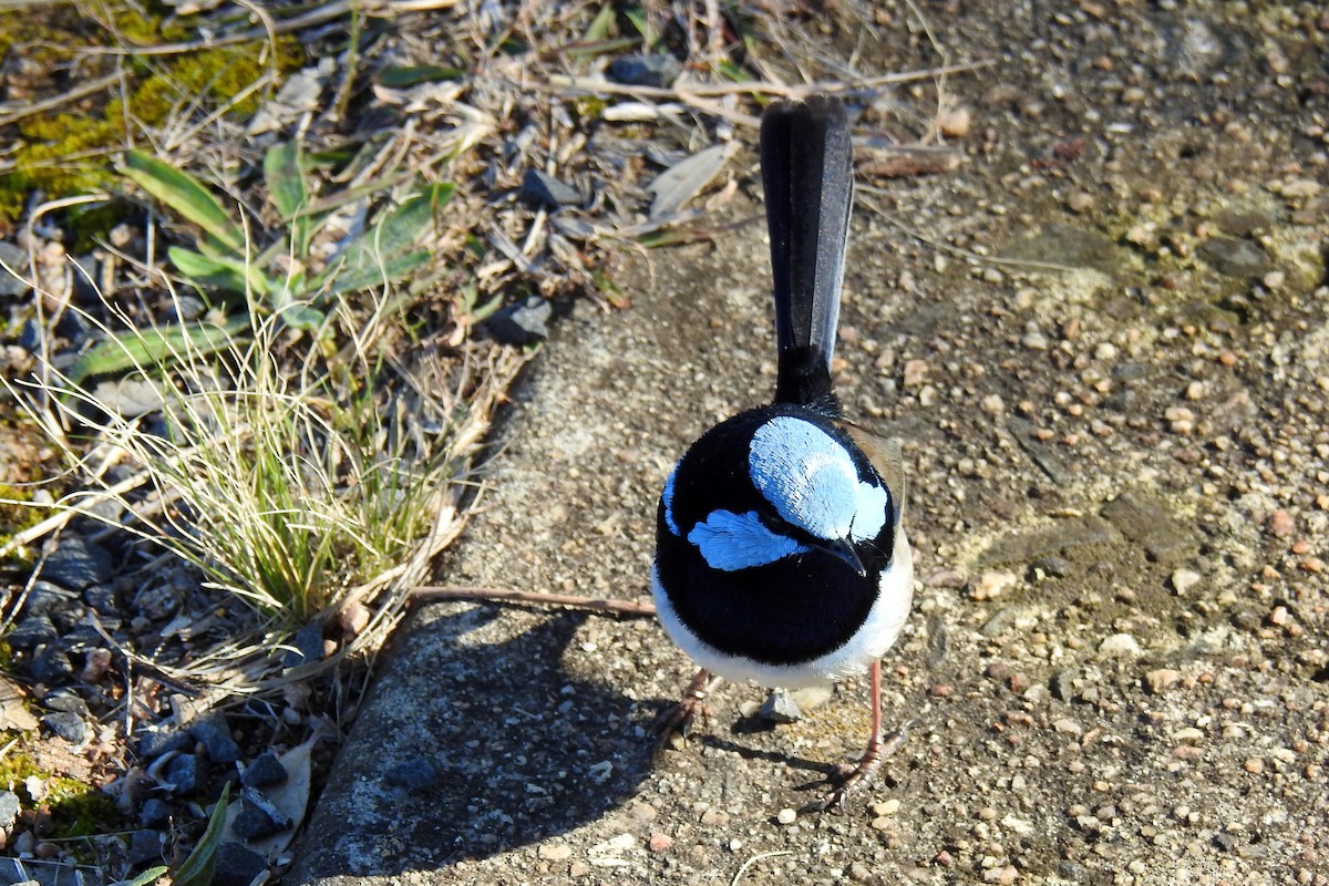 Superb Fairywren - ML620779299