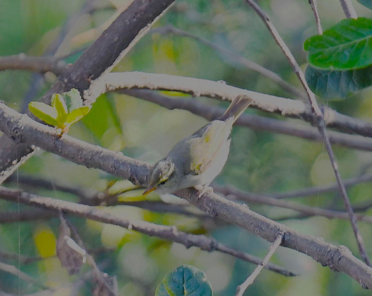 Western Crowned Warbler - ML620779300