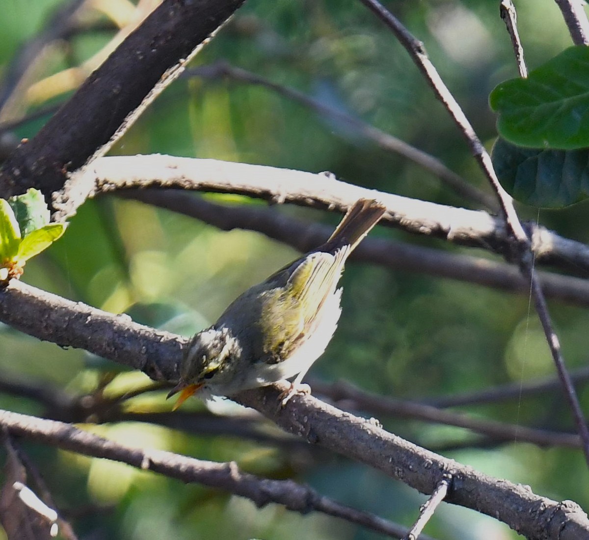 Western Crowned Warbler - ML620779301