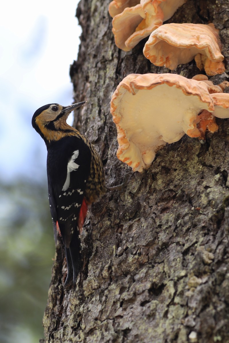 Darjeeling Woodpecker - ML620779303