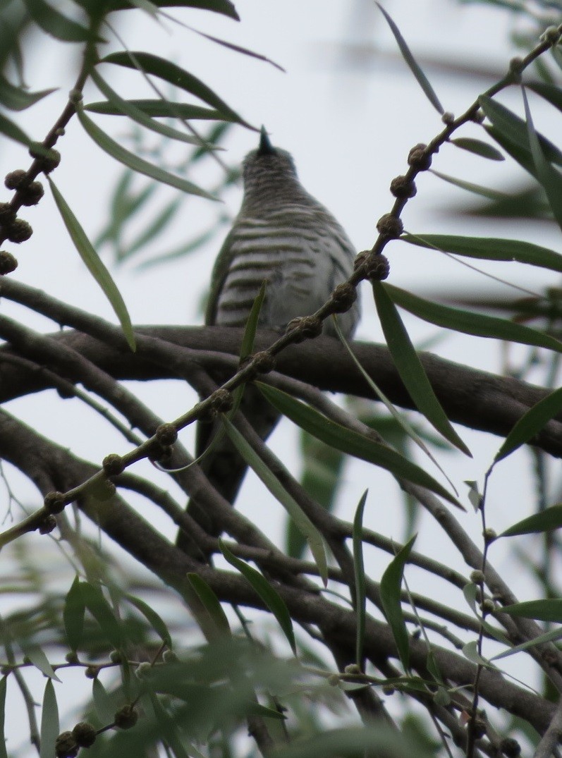 Horsfield's Bronze-Cuckoo - ML620779305