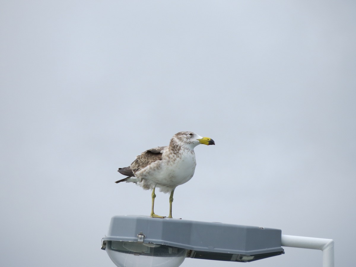 Pacific Gull - ML620779310