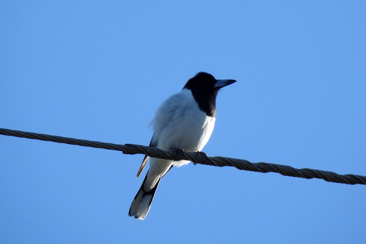 Pied Butcherbird - ML620779313