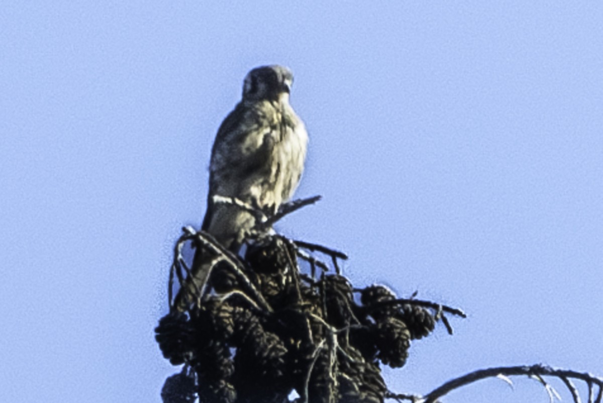 American Kestrel - Van Pierszalowski