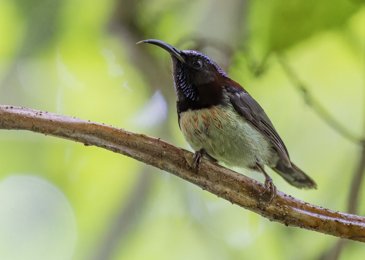 Black-throated Sunbird - Muangpai Suetrong
