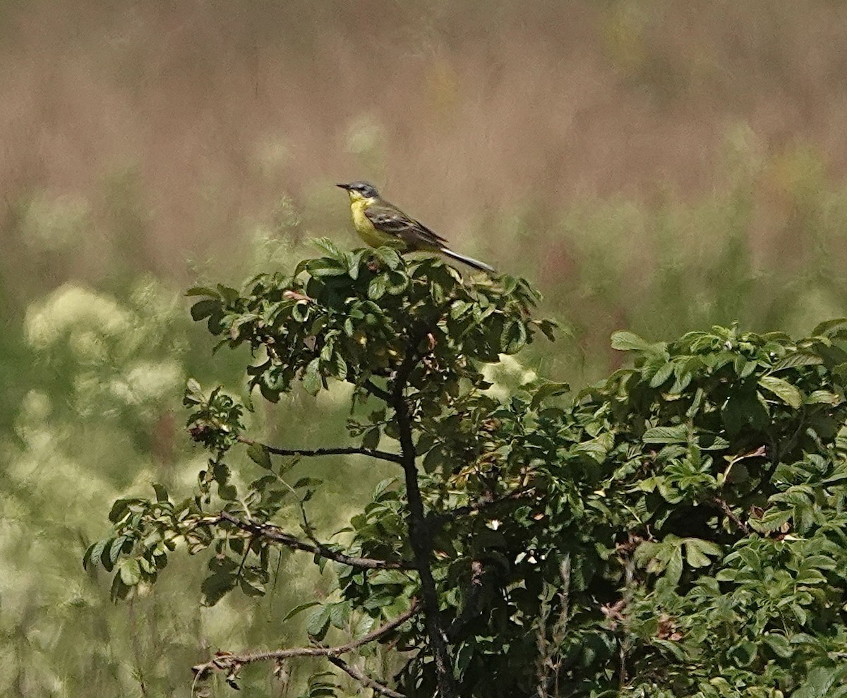 Western Yellow Wagtail (flava/beema) - ML620779322