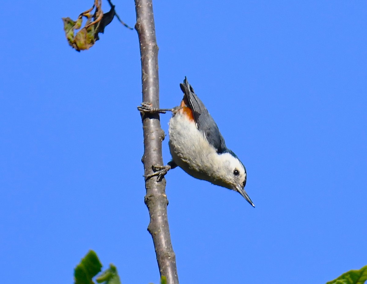 White-cheeked Nuthatch - ML620779323