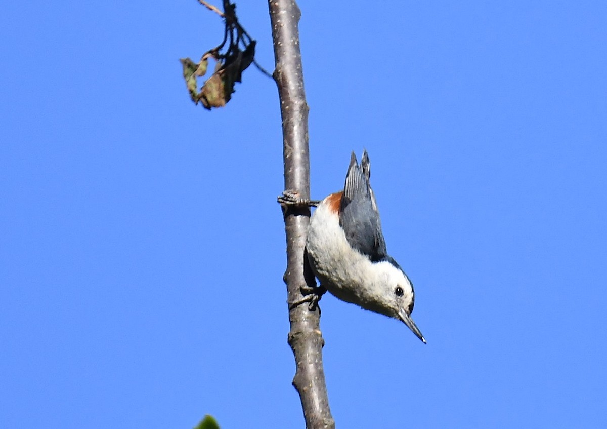 White-cheeked Nuthatch - ML620779324