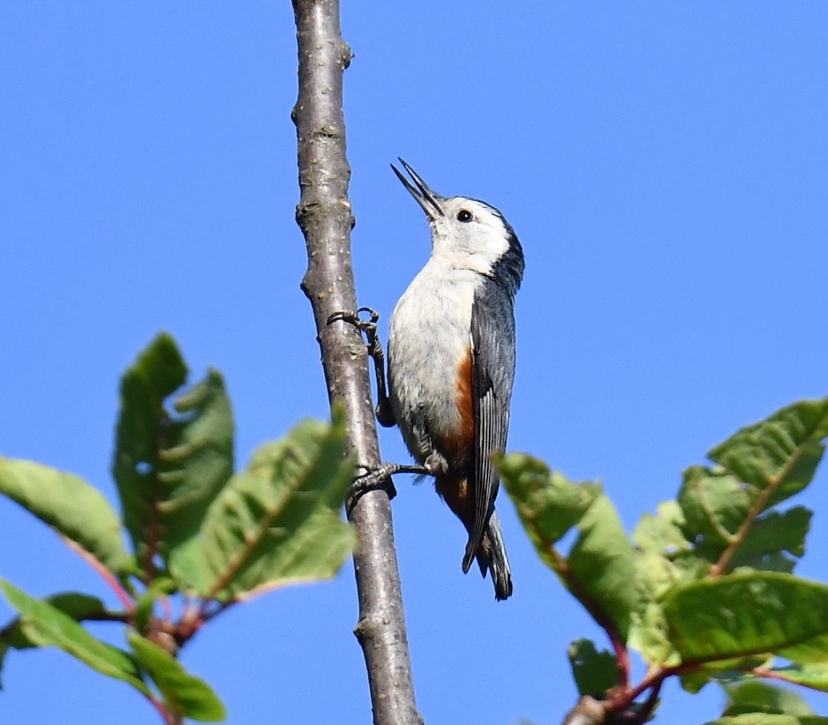 White-cheeked Nuthatch - ML620779325