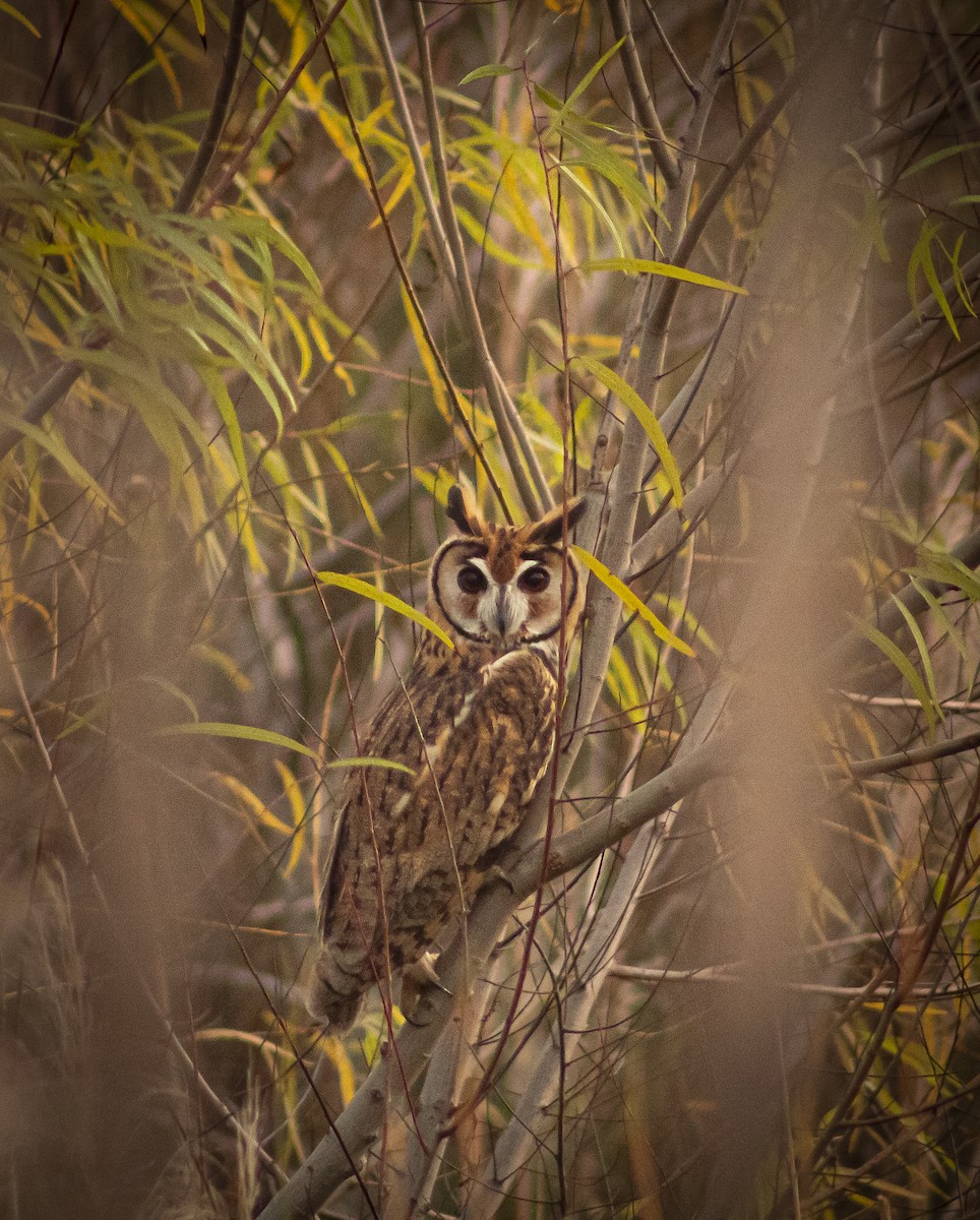 Striped Owl - ML620779329