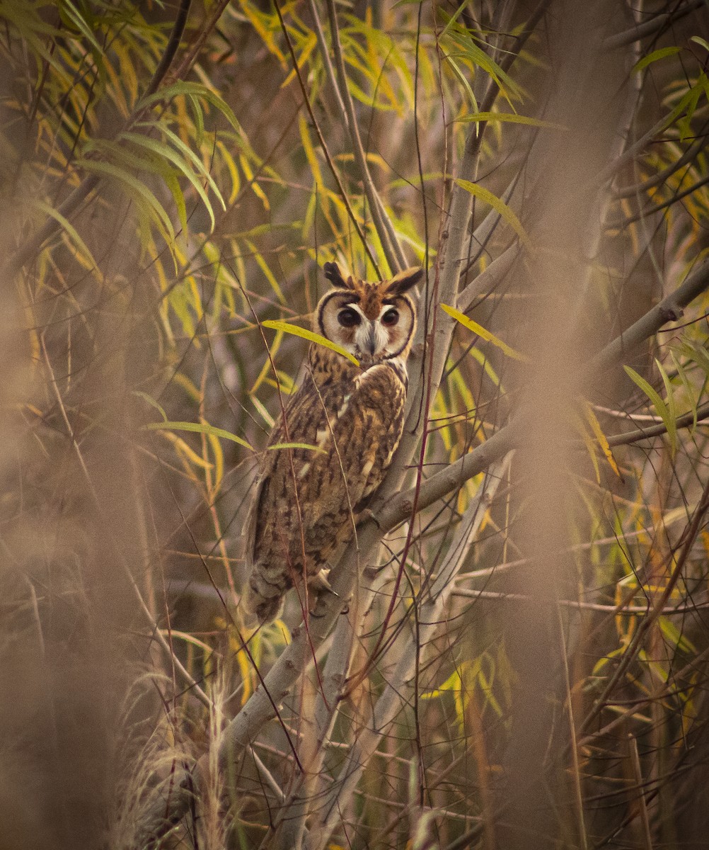 Striped Owl - Santiago P.S