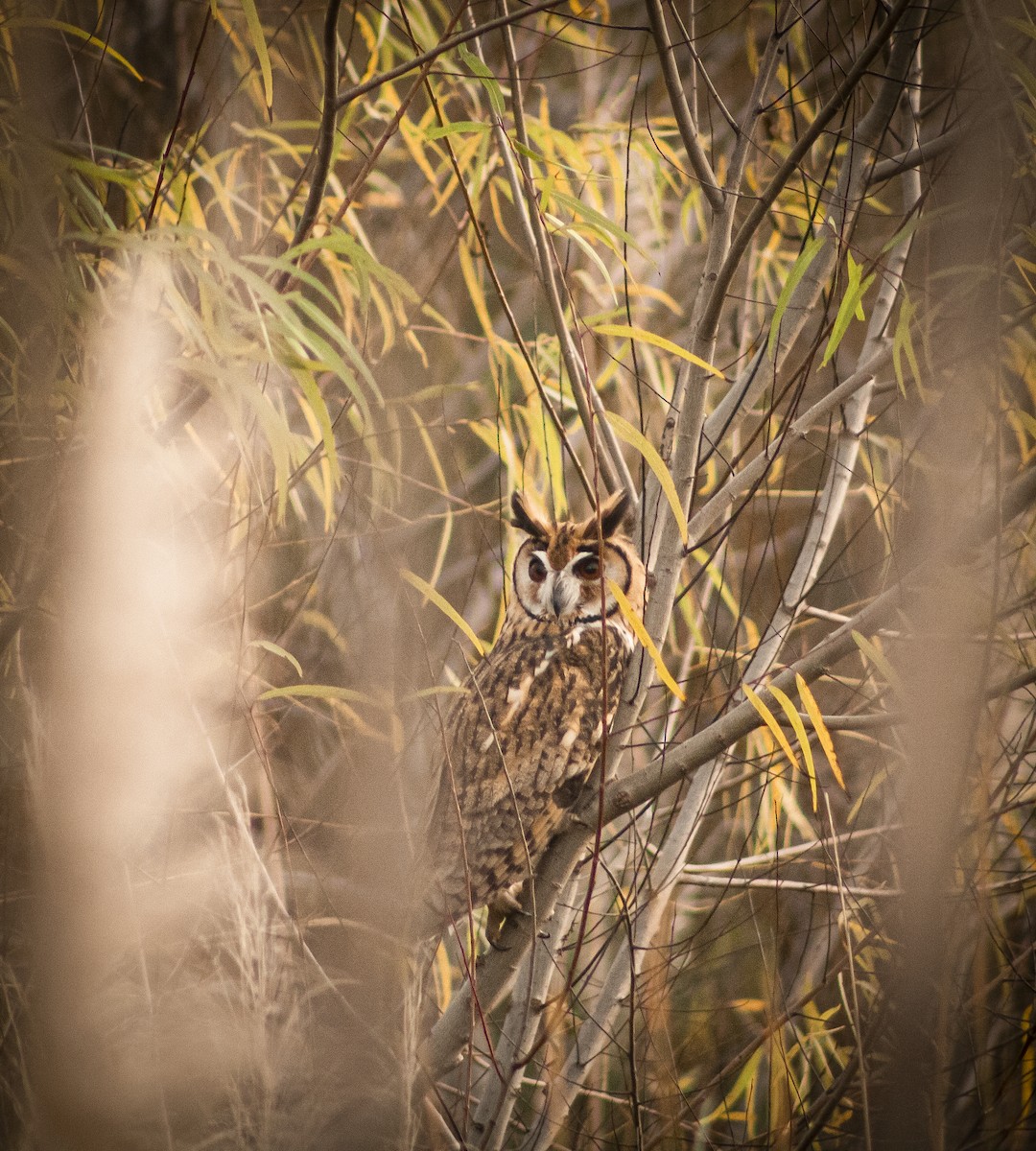 Striped Owl - Santiago P.S