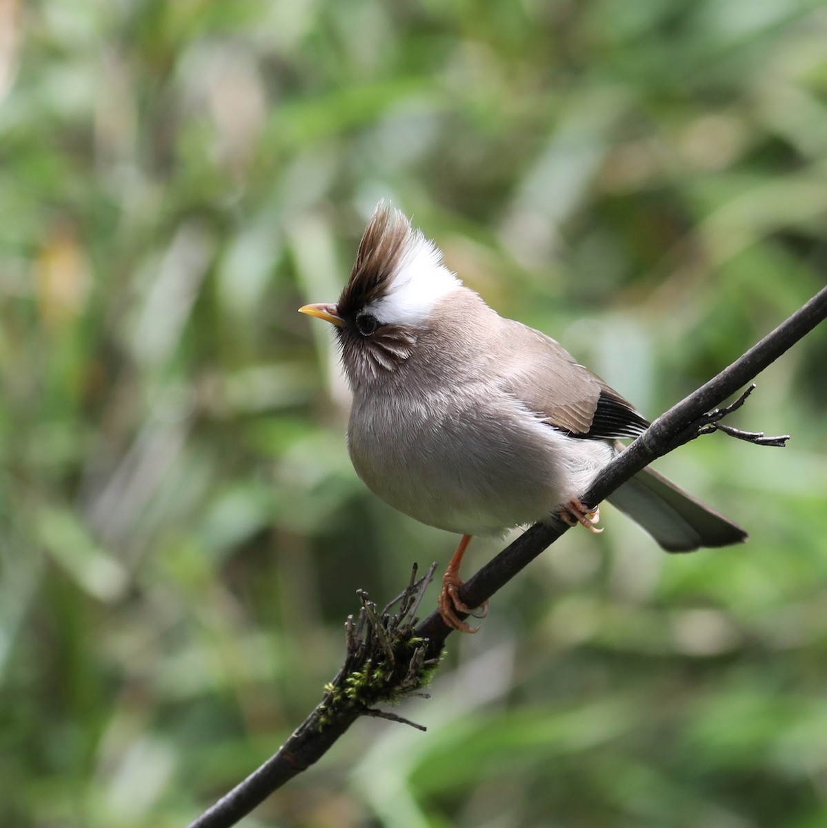 White-collared Yuhina - ML620779336