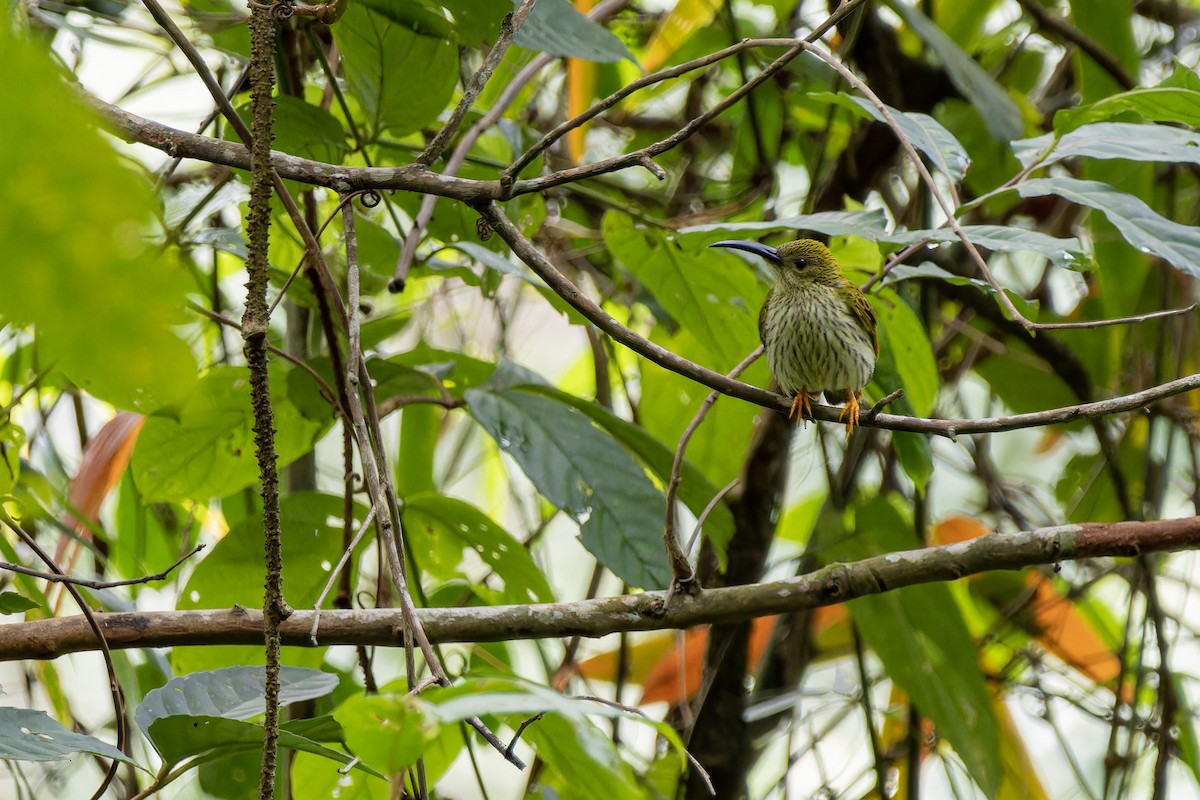 Streaked Spiderhunter - ML620779337