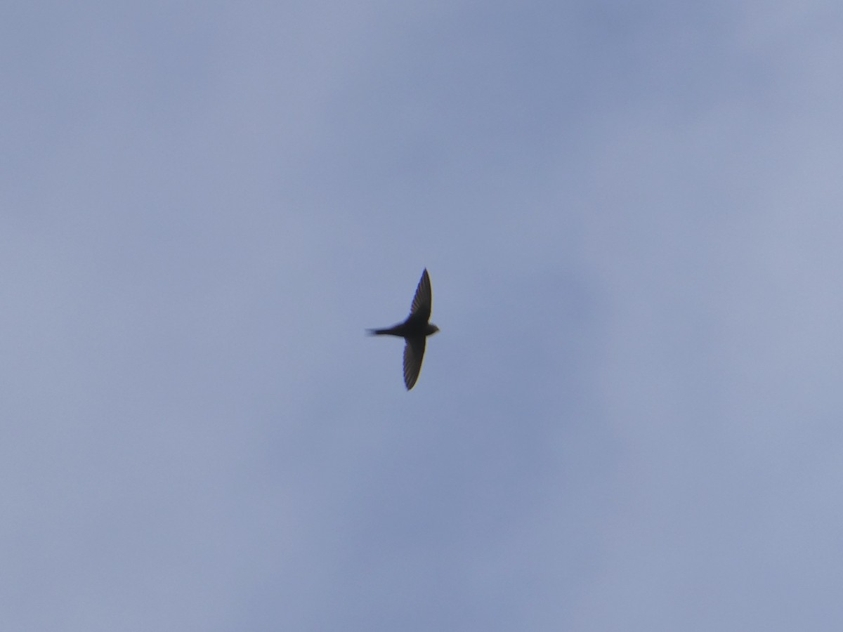 Common Swift - ML620779338