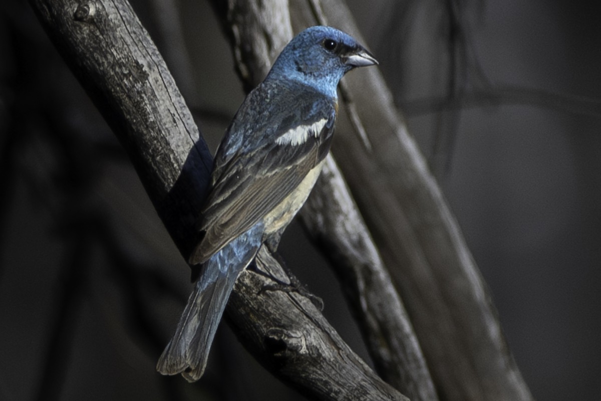 Lazuli Bunting - ML620779339