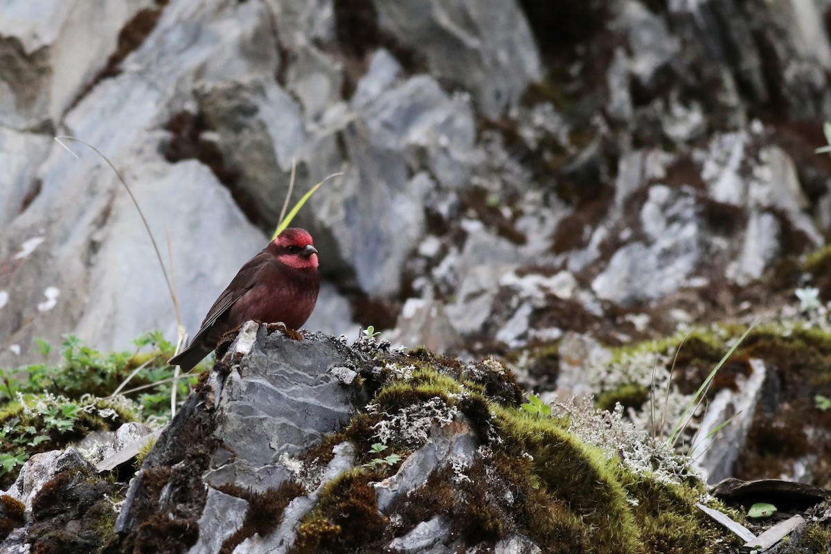 Dark-breasted Rosefinch - ML620779342