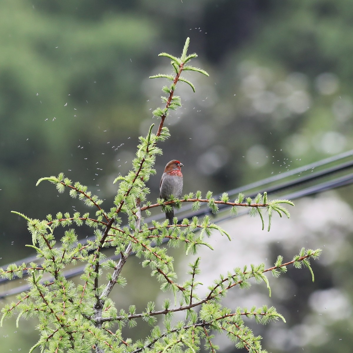 Roselin à tête rouge - ML620779343