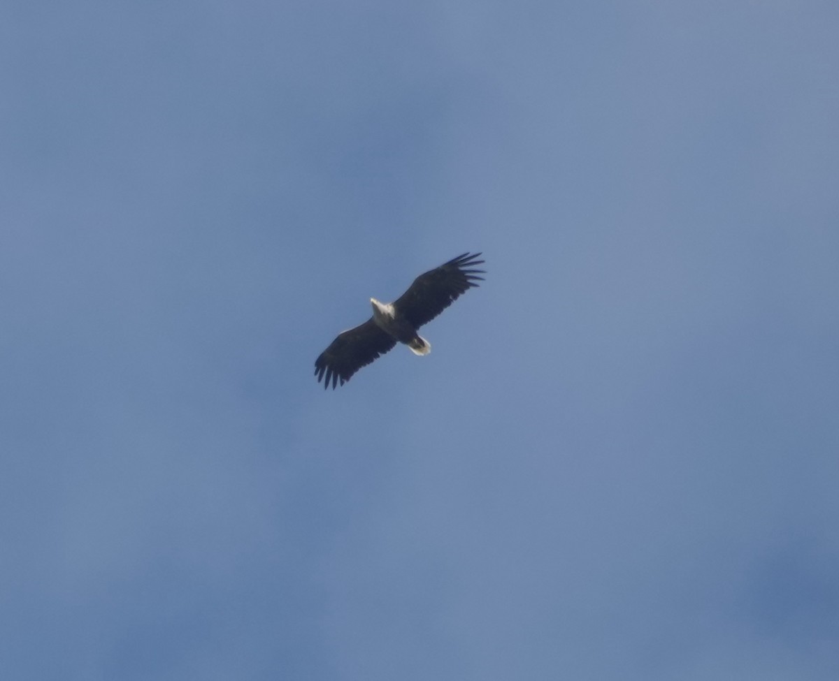 White-tailed Eagle - ML620779344