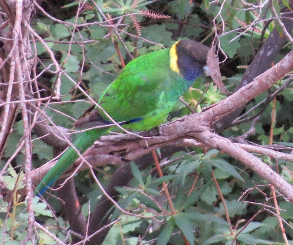 Perico de Port Lincoln - ML620779345